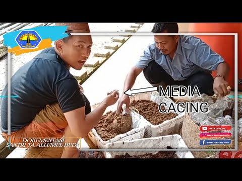 Penanaman cacing kedalam Media||Budidaya Cacing