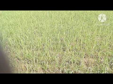 Ye kiska khet hai