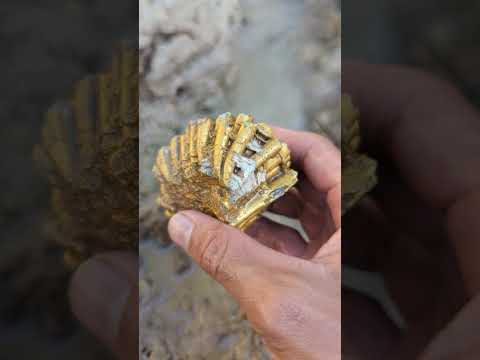 we found gold #goldhunter