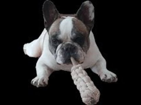 "Şefkat" - Dog Love :) Turkish dance, Electronic, Techno, Rap, HipHop music with Turkish vocals