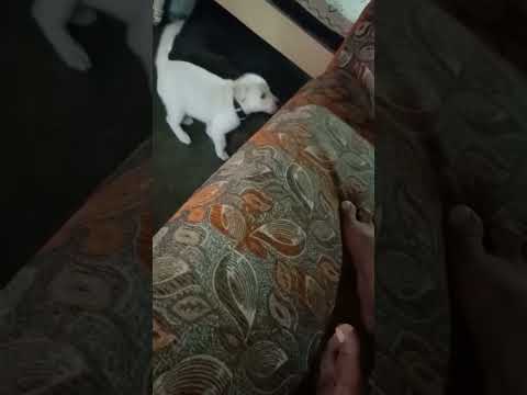 puppy thangame... #shorts #youtubeshorts #reels #puppy #doglover #thangame #labrador #dog #ytshorts