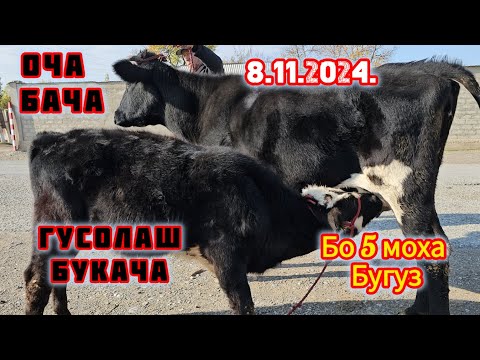 8 НОЯБР ОЧА БАЧА ЭЛИТА ГУСАЛАШ НАР БО БУГУЗИ 5 МОХА