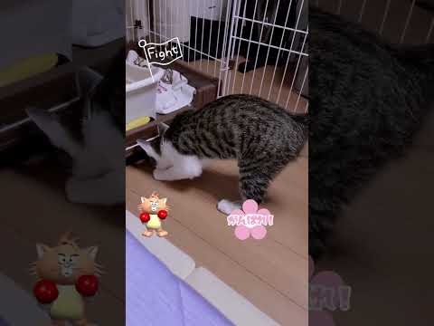 誰も成し得なかった偉業に挑戦✨✨🐾