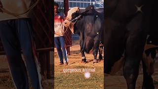 wow big bull 🐂🐂 #youtubeshorts #viral #animal #goneviral #viralshort #beautifulanimal
