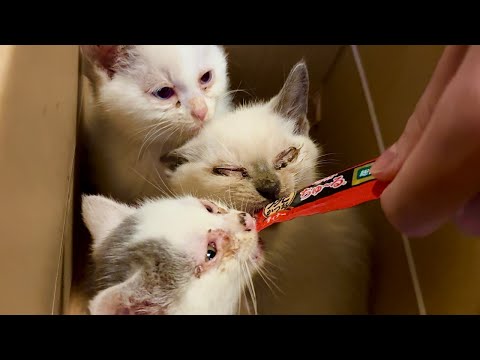 河川敷で飢え死にしそうな子猫を緊急保護ライブ。