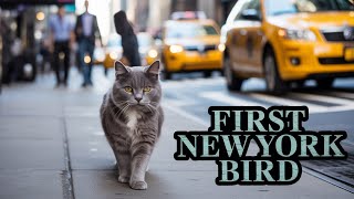 Tiny Cat's Scary Big City Adventure