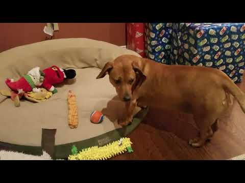 Dogs getting presents on Christmas 2017 (Penny the Dachshund and Jax)