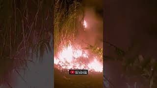 Rice Field Fire Under Control