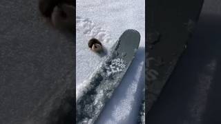 Highly Territorial Lemming