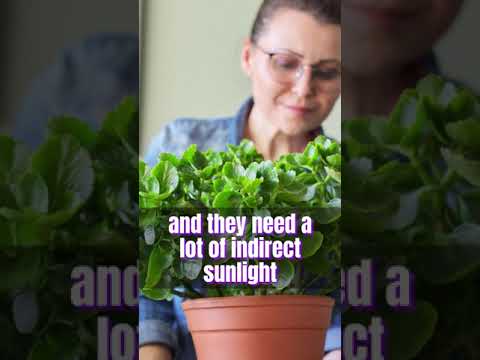 Kalanchoe Plant #houseplants #shortvideo #flowers