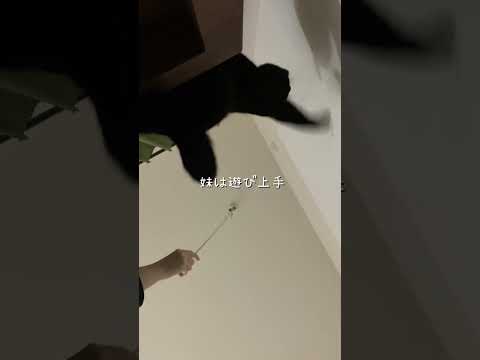 お嬢様方の優雅(?)な遊び　#猫 #ネコズ