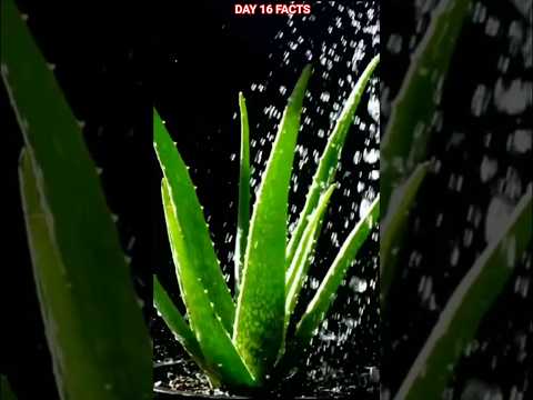 5  Amazing Facts About Aloe Vera #facts #lifehacks