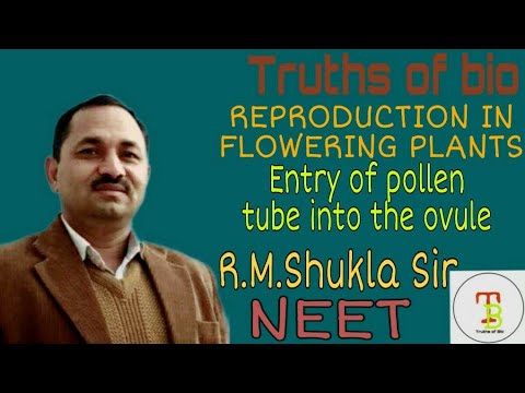 Entry of pollen tube into the ovule, Fertilisation in flowering plants L2 (NEET) By: R.M.Shukla sir