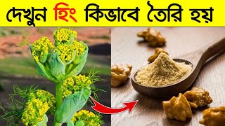হিং কিভাবে তৈরি হয় এমন প্রসেস দেখলে চোখ কপালে উঠবে। Hing Making Process
