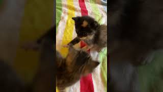 Kitten attack! Who started it? #cutecat #kittens #tinykitten #catlover