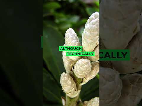 The Schefflera Plants #houseplants #shortvideo #indoorplants #plants #viral