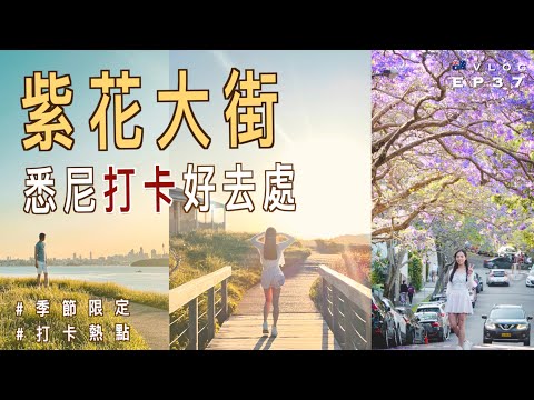 【🇦🇺生活VLOG】📸️ 超美紫花大街 Jacaranda 🌸｜悉尼打卡好去處｜季節限定藍花楹｜去有錢人區野餐｜Hornby燈塔 ｜澳洲留學記 EP37｜廣東話