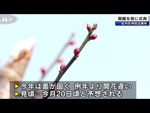 紀州石神田辺梅林　開園を前に式典　今年は蕾が固く例年より開花遅い　和歌山県田辺市