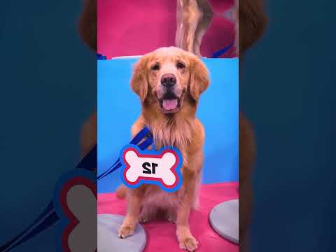 Find your Golden retriever dog.| Won 10000 Dollars.. #funny #memes #memeteam