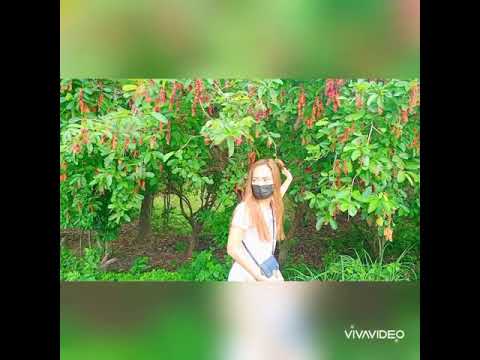 harvest ng bugnay(charoooot )..…