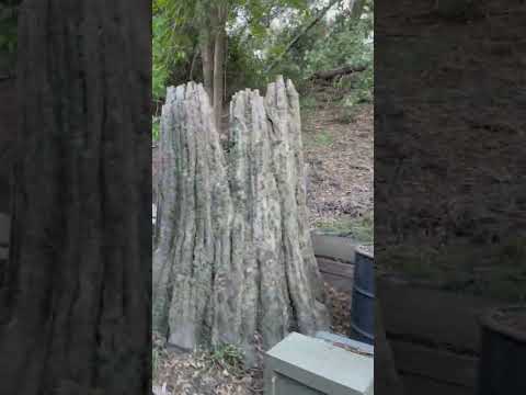 Universal Studios Hollywood | Studio Tour - Jurassic Park #film #movie #movies #dinosaur