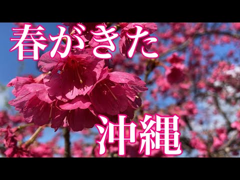 沖縄にもう春がやってきた／緋寒桜とコスモス畑／八重岳の桜・今帰仁城趾の桜・読谷村のコスモス