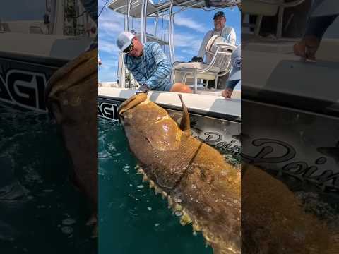 We caught a GIANT grouper on spinning tackle!!! 🤯 #fishing #beastmode