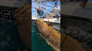 We caught a GIANT grouper on spinning tackle!!! 🤯 #fishing #beastmode