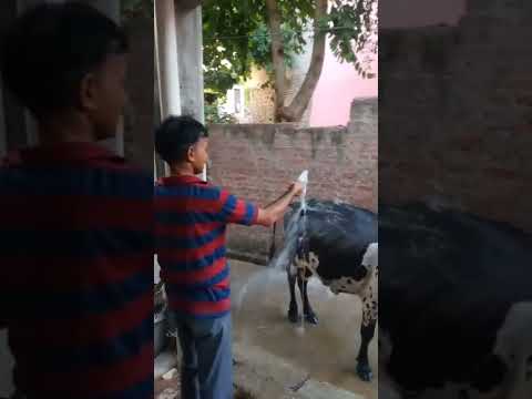 In Masoom janvaron ko bhi garmi lagti hai😇😇