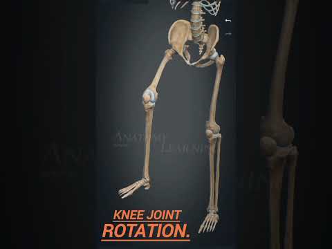 Rotation of the lower limbs #3d #human anatomy#lower limbs# #skeletal anatomy#rotation #medicosphere
