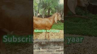 Goats walking on the wall#shorts#trending #vogs