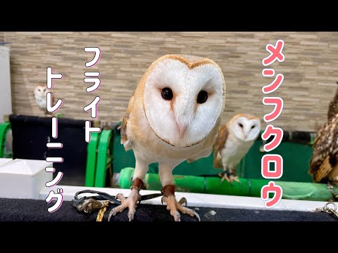 メンフクロウのフライトトレーニング‼️（熱帯倶楽部東川口本店）