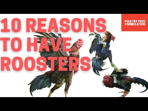 The Top 10 Benefits Of Roosters On Your Farm