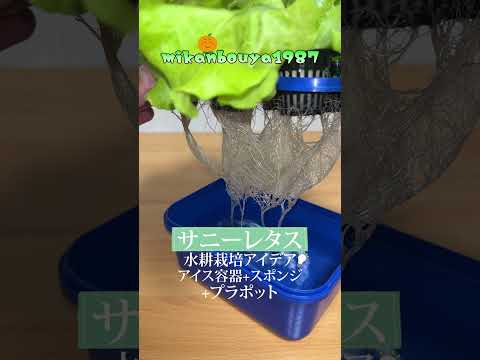 サニーレタスはアイス容器とスポンジで簡単に沢山収穫出来ます！室内だけで栽培だから虫も汚れもつきません｜水耕栽培
