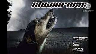 เสียงหมาหอน Howling dog คมชัด 100%