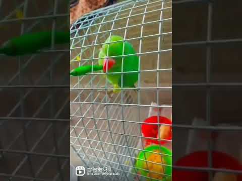 #viral #parrot #parrotvideo #birds #funny