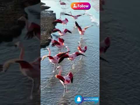 5 Fun Flamingo Facts That Will Make You Smile! 🦩💖 | Quirky Animal Facts with Avery Bliss
