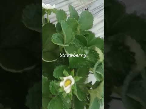 #Jharkhandi Chora BINOD GUPTA      strawberry kheti