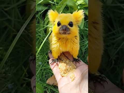 Super Cute Animal