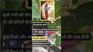 Shri Krishna Ki Seekh 🌸 Patjhad Ke Baad Hi Bahar Aata Hai  #motivation  #krishna