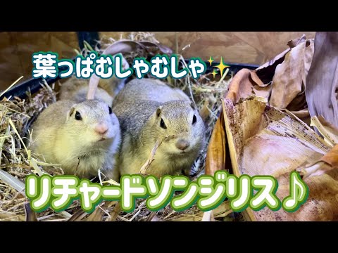 葉っぱむしゃむしゃリチャードソンジリスちゃん達（熱帯倶楽部東川口本店）