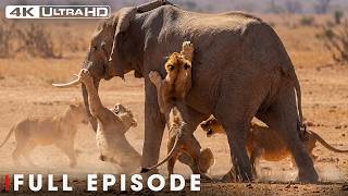 Run or Die (MEGA EPISODE) | Savage Kingdom | Nature Animal Documentary