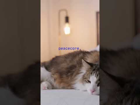Cuddly Cats