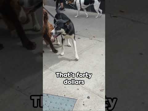 Looking for a #job? Love dogs?