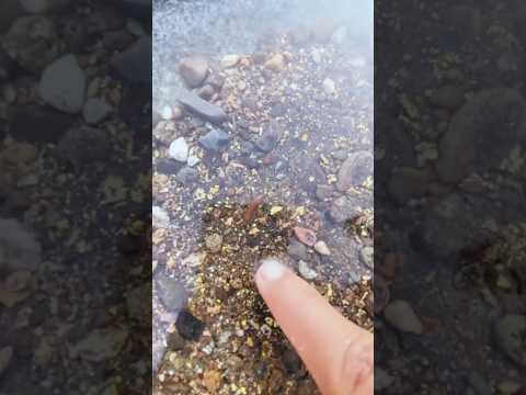 Gold Found Underwater Mixed with Rocks 👍 #Gold discovery #Underwater gold #shorts