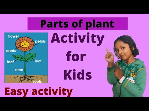 Parts of Plants Activity for Kids/Science Activities on Parts of a Plant