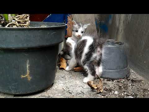 cute kitten kucing lucu