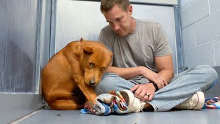 Everyone Walked Past the Quiet Red Dog, Not Knowing he was the BEST in the Shelter 🥹