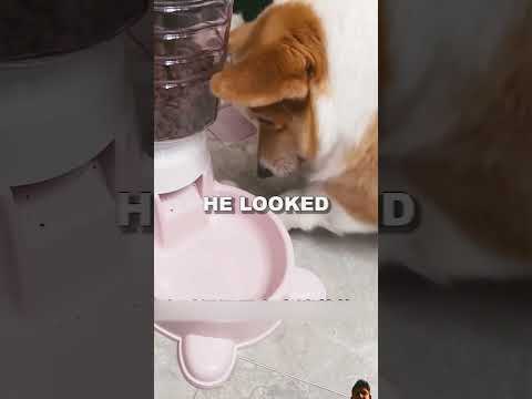 The dog is so sad 😢😢😢 #sad #dog #saddog #shortvedio #shot #shorts