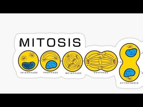 Cell Cycle and cell division Mitosis one shot #neet2023 #neet #revision #biology #mitosis